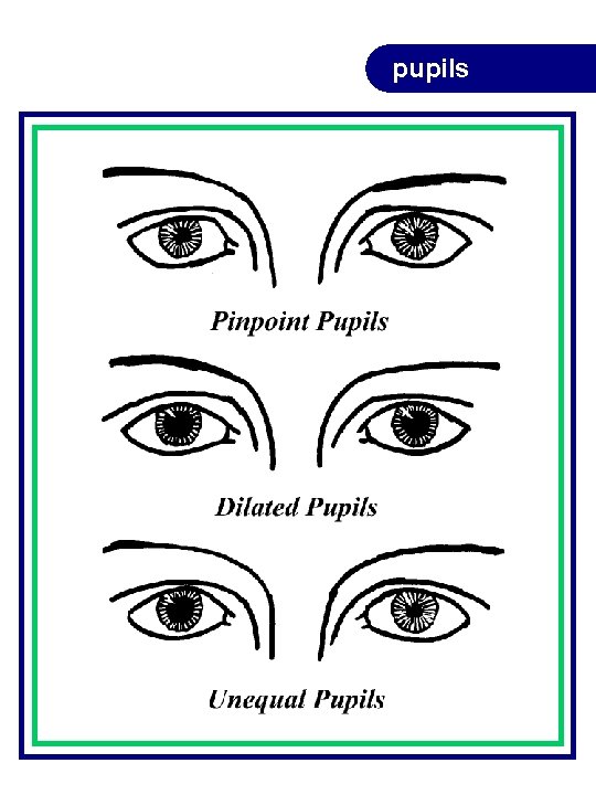 pupils pupils
