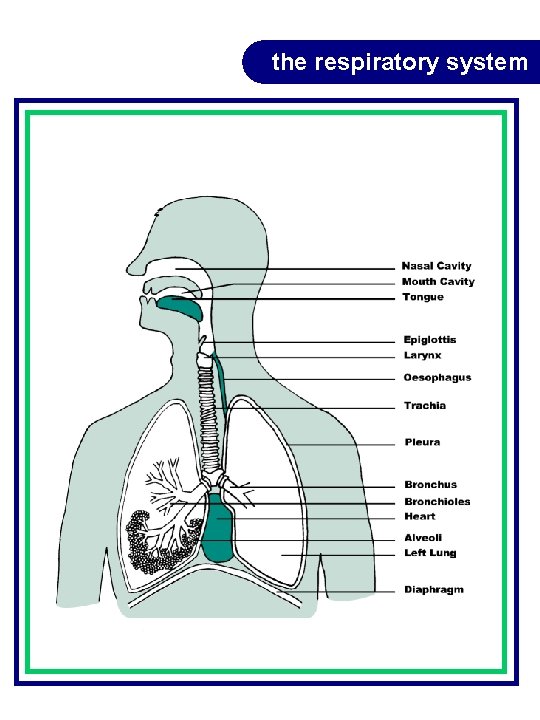 the respiratory system the respiratory system