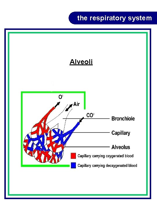 the respiratory system Alveoli the respiratory system Alveoli