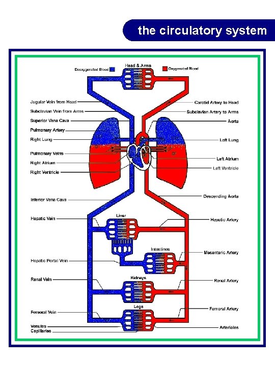 the circulatory system the circulatory system