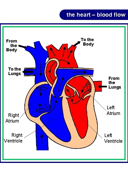 the heart – blood flow From the Body To the Lungs From the Lungs the heart – blood flow From the Body To the Lungs From the Lungs