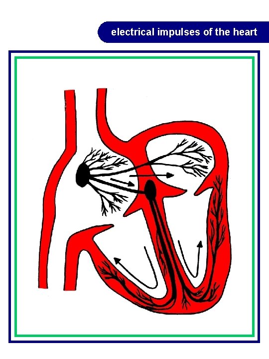 electrical impulses of the heart electrical impulses of the heart