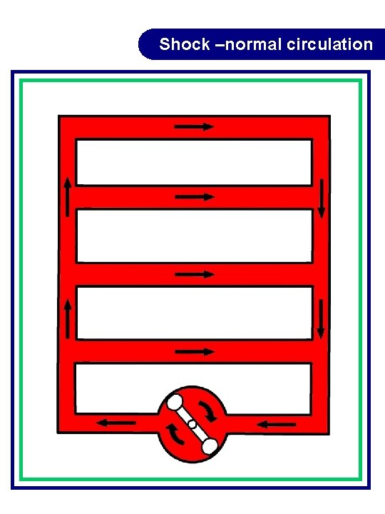 Shock –normal circulation Shock –normal circulation