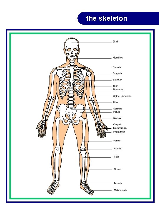 the skeleton the skeleton