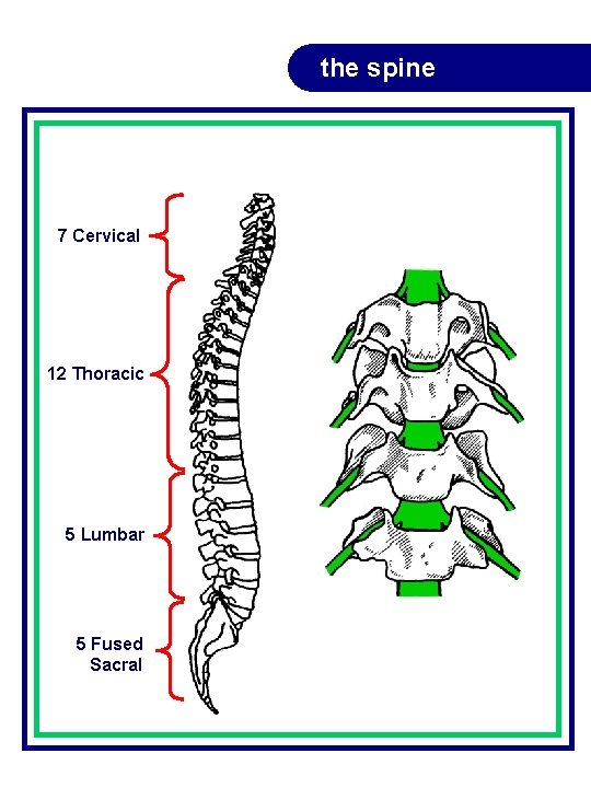 the spine 7 Cervical 12 Thoracic 5 Lumbar 5 Fused Sacral the spine 7 Cervical 12 Thoracic 5 Lumbar 5 Fused Sacral