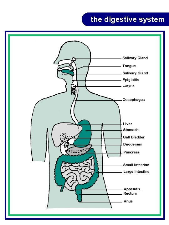 the digestive system the digestive system
