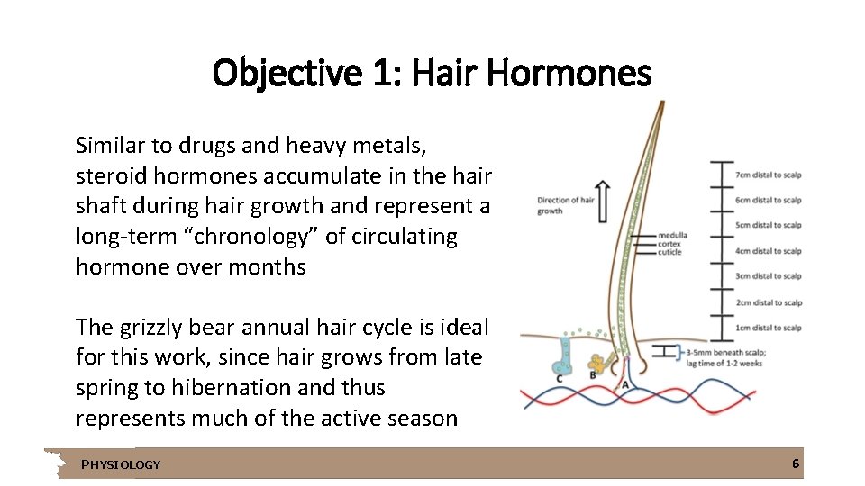 Objective 1: Hair Hormones Similar to drugs and heavy metals, steroid hormones accumulate in