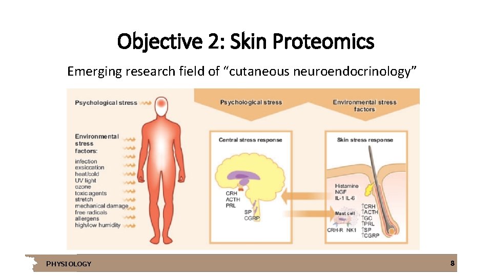 Objective 2: Skin Proteomics Emerging research field of “cutaneous neuroendocrinology” PHYSIOLOGY 8 