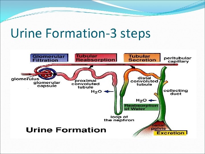 Urine Formation-3 steps Urine Formation-3 steps