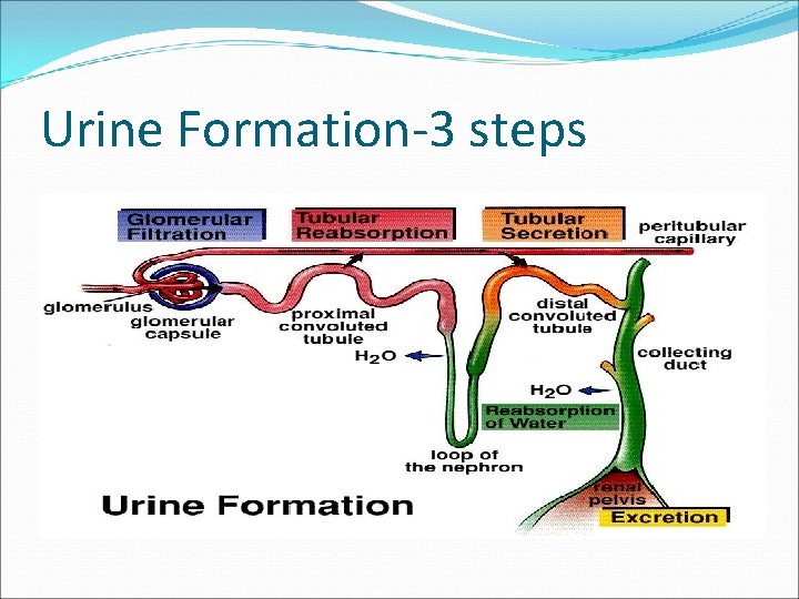 Urine Formation-3 steps 