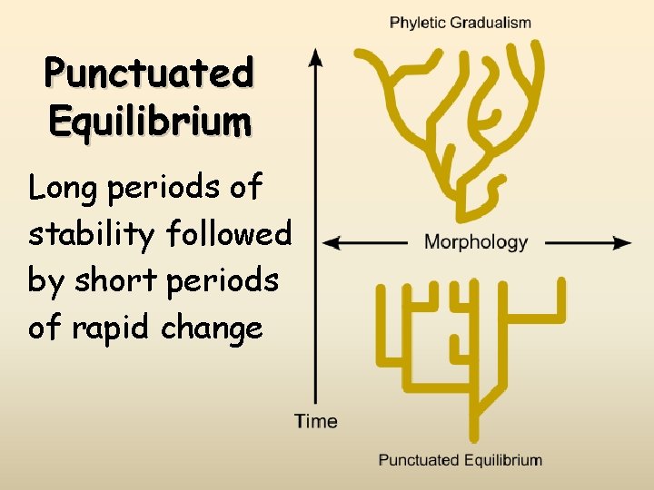 Punctuated Equilibrium Long periods of stability followed by short periods of rapid change 