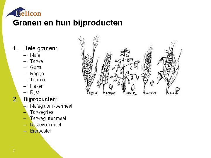 Granen en hun bijproducten 1. Hele granen: – – – – Maïs Tarwe Gerst