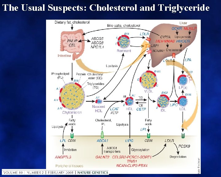 The Usual Suspects: Cholesterol and Triglyceride 