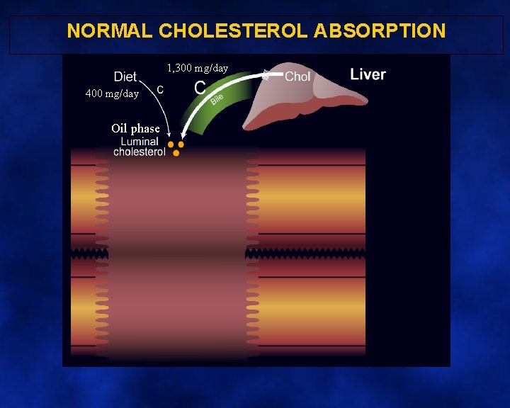 NORMAL CHOLESTEROL ABSORPTION 1, 300 mg/day 400 mg/day Oil phase 