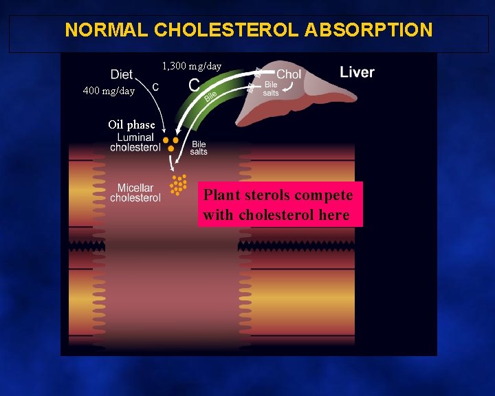 NORMAL CHOLESTEROL ABSORPTION 1, 300 mg/day 400 mg/day Oil phase Plant sterols compete with