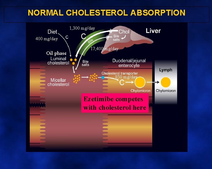 NORMAL CHOLESTEROL ABSORPTION 1, 300 mg/day 400 mg/day Oil phase 17, 400 mg/day 850