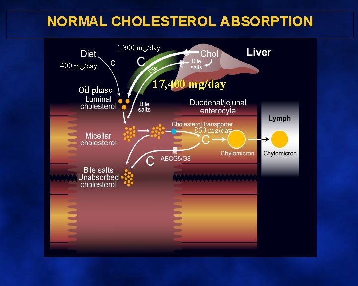 NORMAL CHOLESTEROL ABSORPTION 1, 300 mg/day 400 mg/day Oil phase 17, 400 mg/day 850