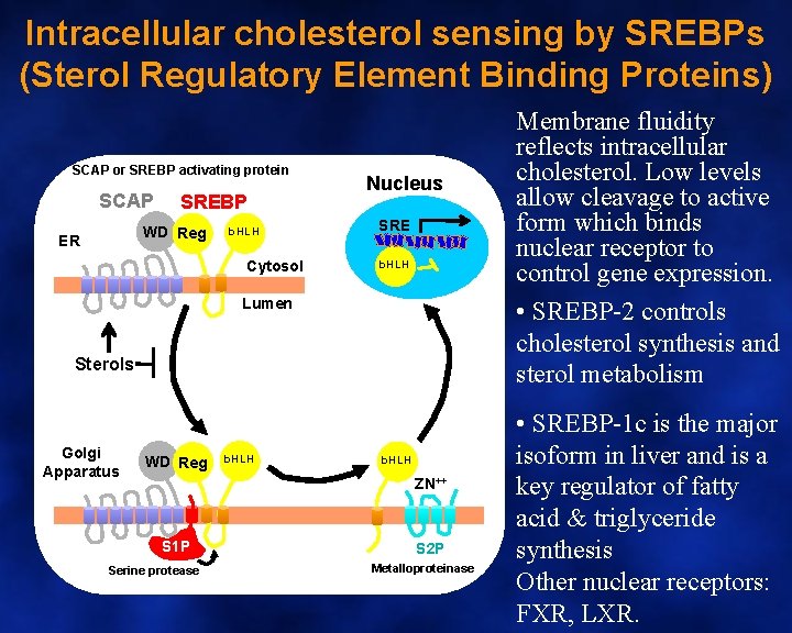 Intracellular cholesterol sensing by SREBPs (Sterol Regulatory Element Binding Proteins) SCAP or SREBP activating