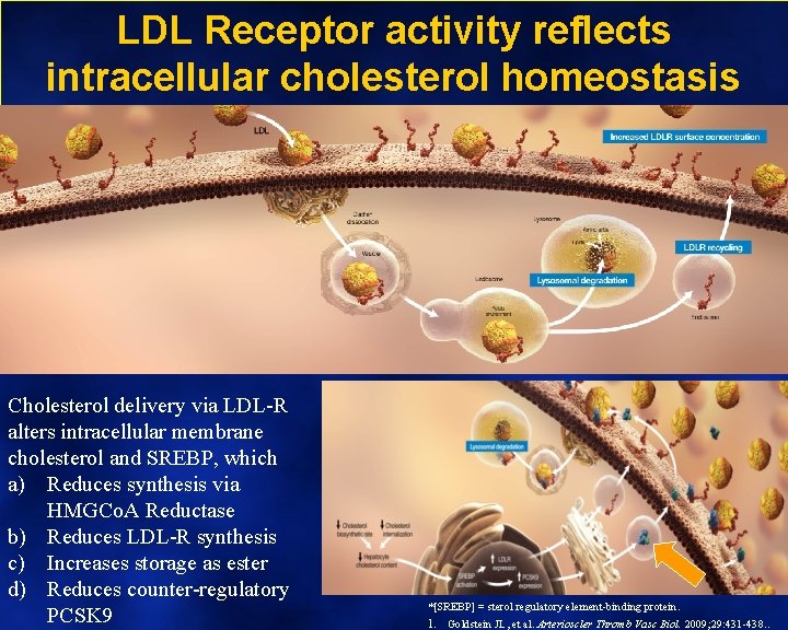 LDL Receptor activity reflects intracellular cholesterol homeostasis Cholesterol delivery via LDL-R alters intracellular membrane