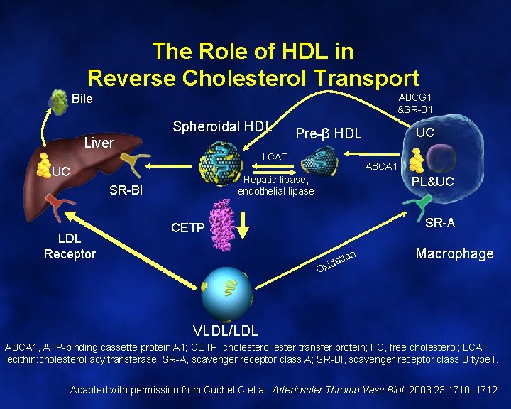 The Role of HDL in Reverse Cholesterol Transport Bile ABCG 1 &SR-B 1 Spheroidal