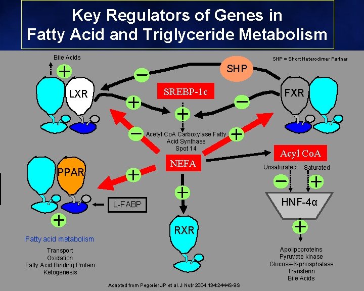 Key Regulators of Genes in Fatty Acid and Triglyceride Metabolism Bile Acids SHP =