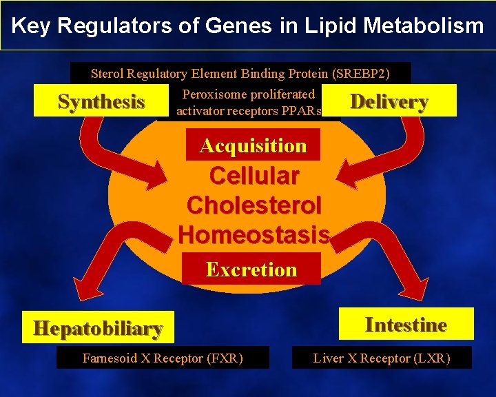 Key Regulators of Genes in Lipid Metabolism Sterol Regulatory Element Binding Protein (SREBP 2)