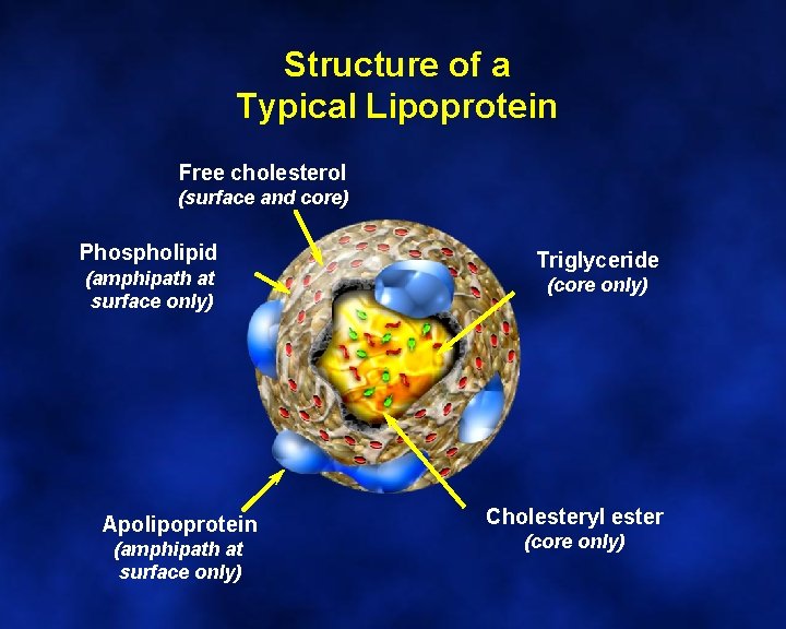 Structure of a Typical Lipoprotein Free cholesterol (surface and core) Phospholipid (amphipath at surface