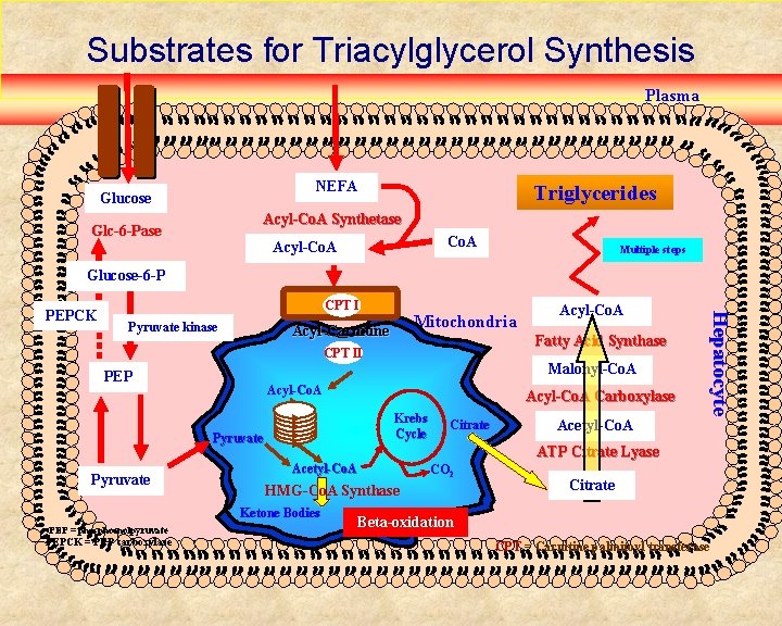 Substrates for Triacylglycerol Synthesis Plasma NEFA Glucose Triglycerides Acyl-Co. A Synthetase Glc-6 -Pase Co.