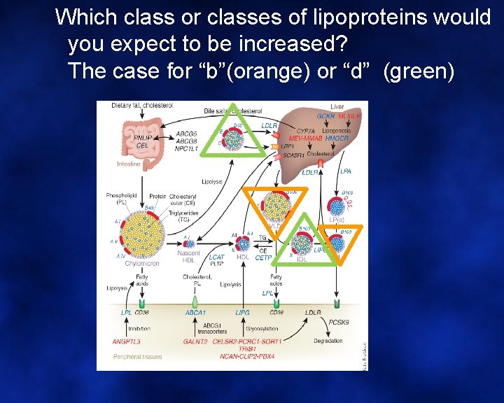 Which class or classes of lipoproteins would you expect to be increased? The case