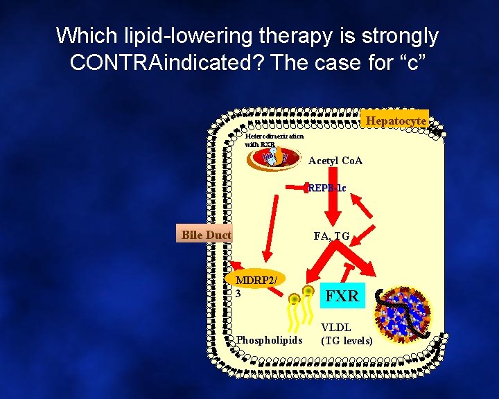 Which lipid-lowering therapy is strongly CONTRAindicated? The case for “c” Hepatocyte Heterodimerization with RXR