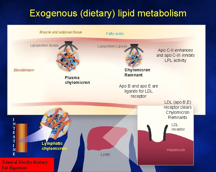 Exogenous (dietary) lipid metabolism Muscle and adipose tissue Lipoprotein lipase Fatty acids Lipoprotein Lipase