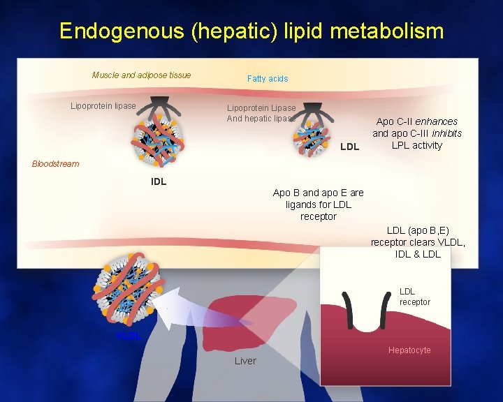 Endogenous (hepatic) lipid metabolism Muscle and adipose tissue Lipoprotein lipase Fatty acids Lipoprotein Lipase