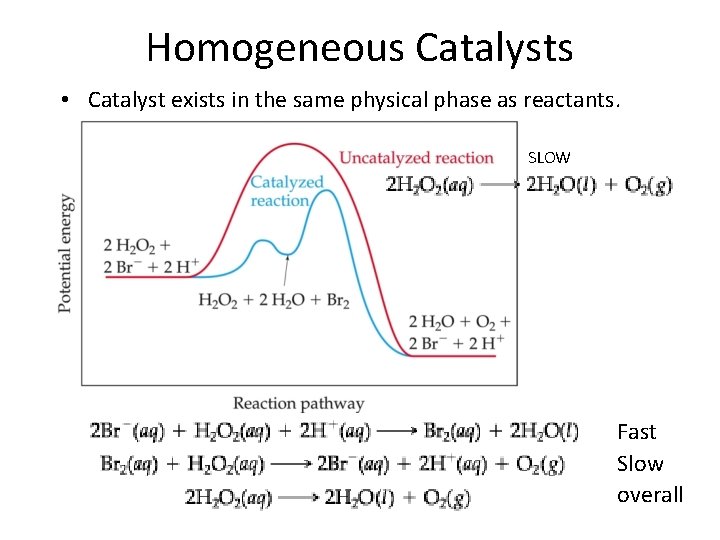 Homogeneous Catalysts • Catalyst exists in the same physical phase as reactants. SLOW Fast