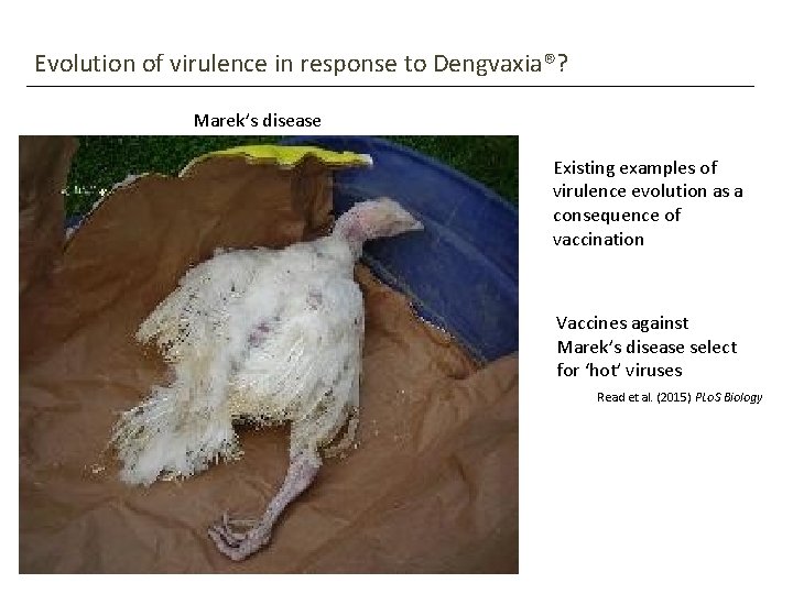 Evolution of virulence in response to Dengvaxia®? Marek’s disease Existing examples of virulence evolution