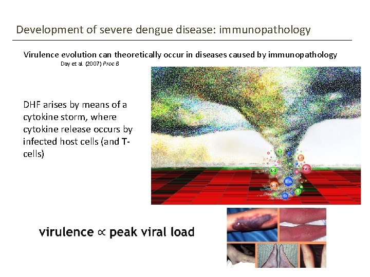 Development of severe dengue disease: immunopathology Virulence evolution can theoretically occur in diseases caused