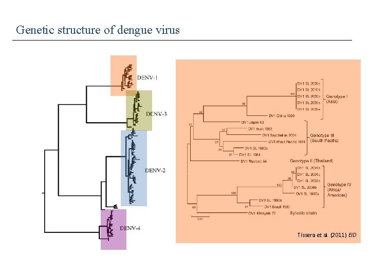 Genetic structure of dengue virus Tissera et al. (2011) EID 