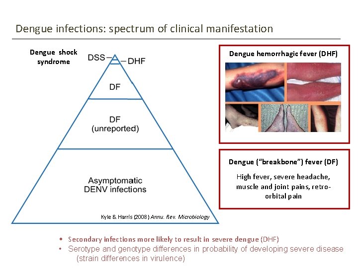 Dengue infections: spectrum of clinical manifestation Dengue shock syndrome Dengue hemorrhagic fever (DHF) Dengue