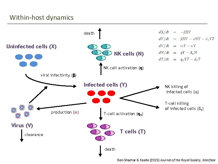 Within-host dynamics death Uninfected cells (X) NK cells (N) NK cell activation (q) viral