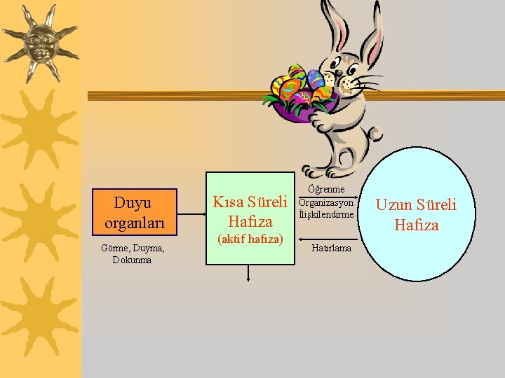 Duyu organları Görme, Duyma, Dokunma Kısa Süreli Hafıza (aktif hafıza) Öğrenme Organizasyon İlişkilendirme Hatırlama