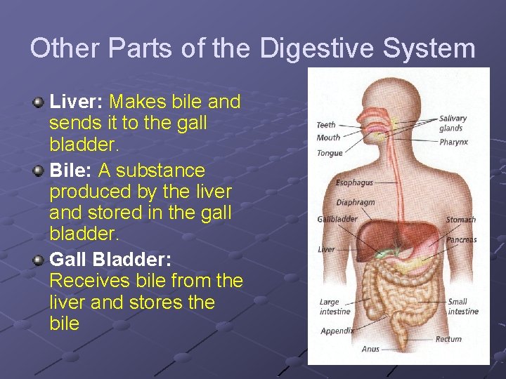 Other Parts of the Digestive System Liver: Makes bile and sends it to the