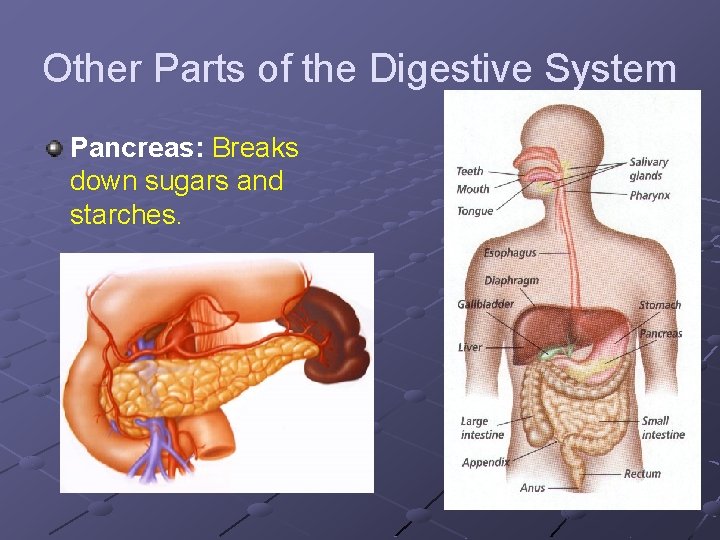 Other Parts of the Digestive System Pancreas: Breaks down sugars and starches. 