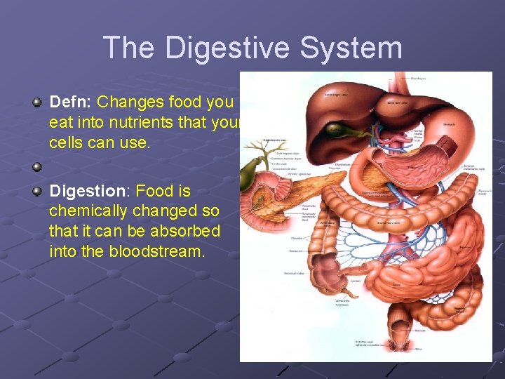 The Digestive System Defn: Changes food you eat into nutrients that your cells can