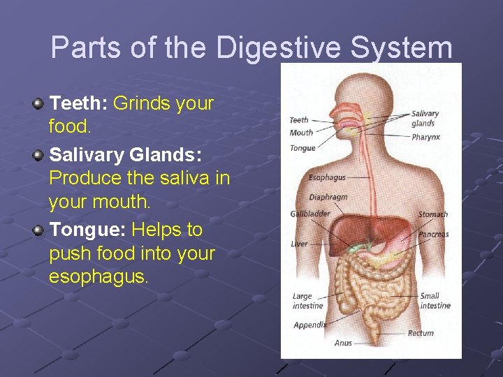 Parts of the Digestive System Teeth: Grinds your food. Salivary Glands: Produce the saliva