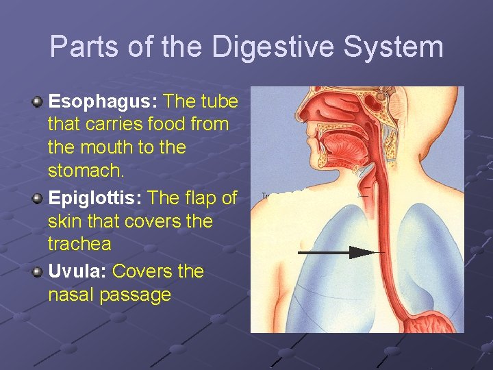 Parts of the Digestive System Esophagus: The tube that carries food from the mouth