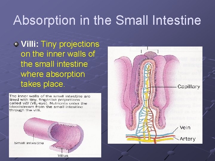 Absorption in the Small Intestine Villi: Tiny projections on the inner walls of the