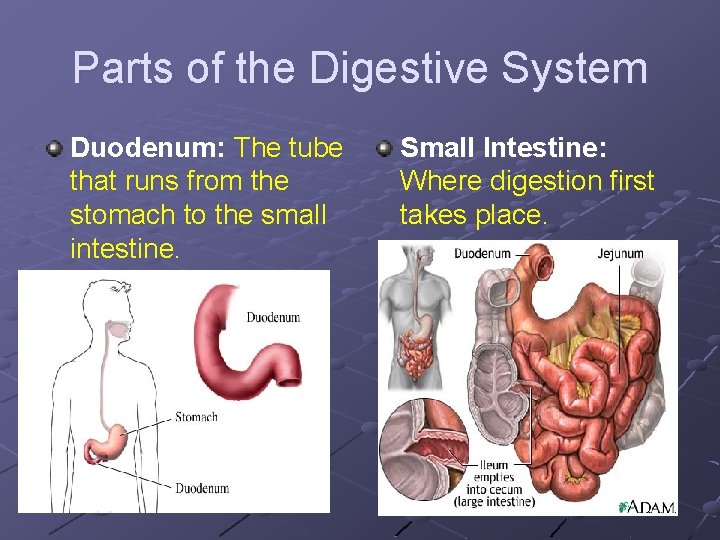 Parts of the Digestive System Duodenum: The tube that runs from the stomach to