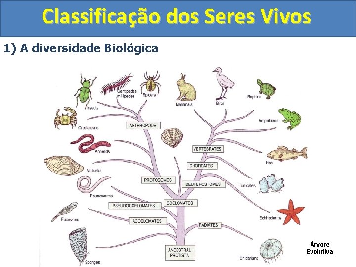 Classificao dos Seres Vivos Aula de Biologia Tema