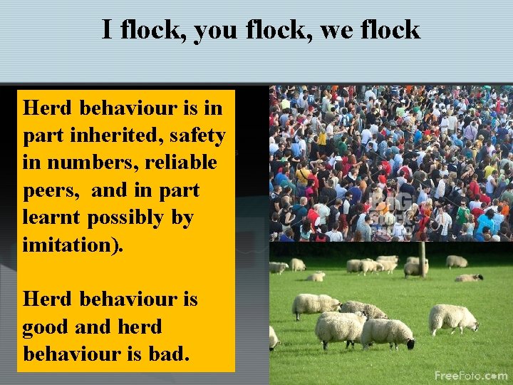 I flock, you flock, we flock Herd behaviour is in part inherited, safety in