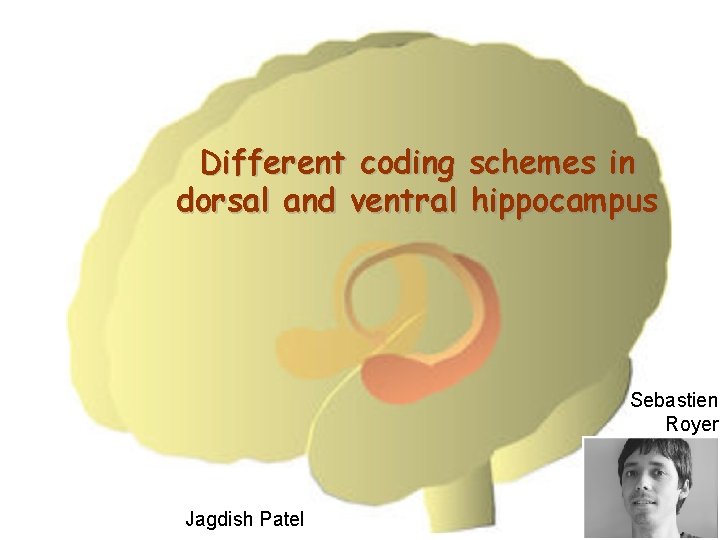 Different coding schemes in dorsal and ventral hippocampus Sebastien Royer Jagdish Patel 