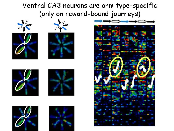 Ventral CA 3 neurons are arm type-specific (only on reward-bound journeys) 